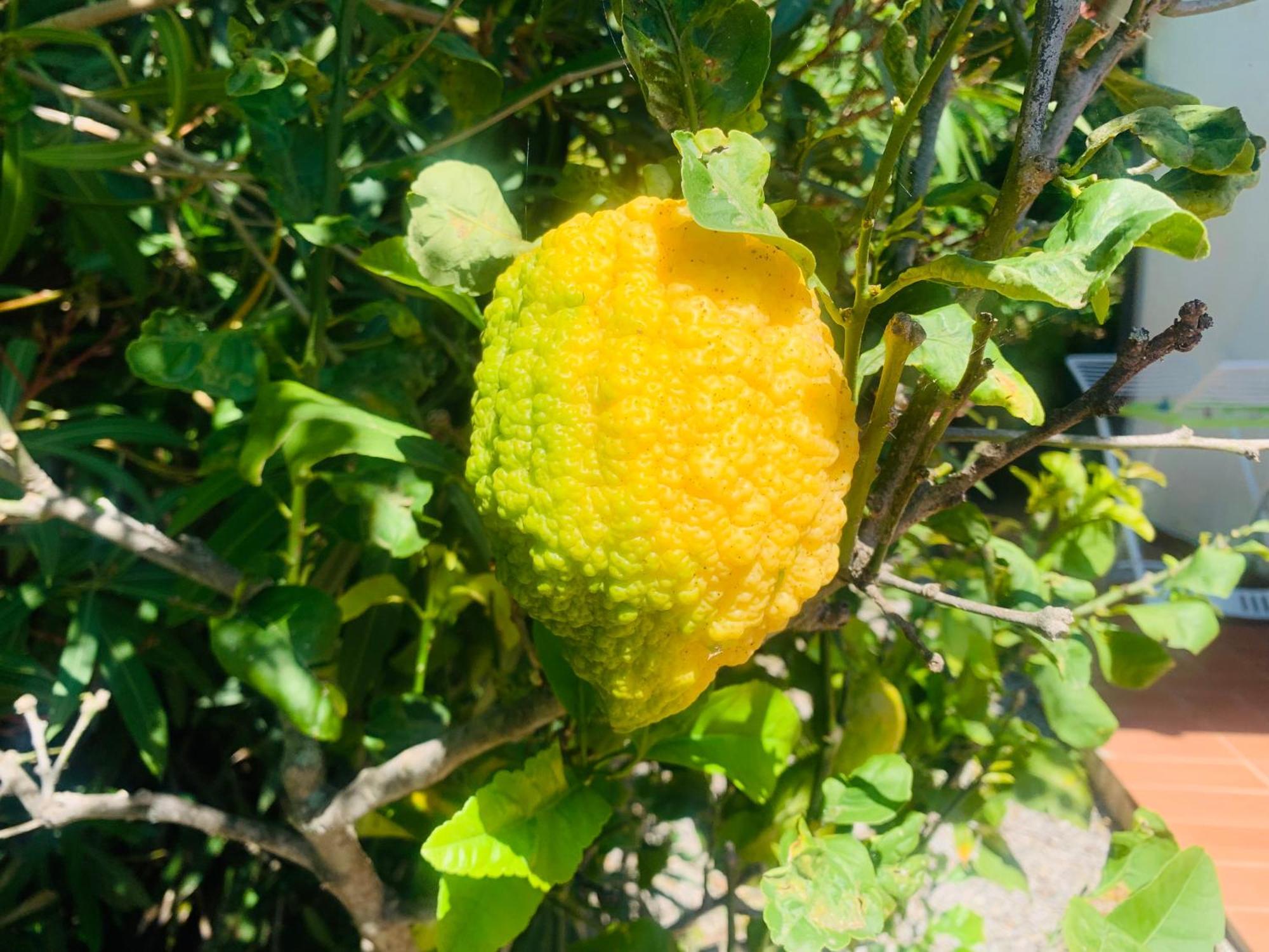 Case Dei Limoni Sul Mare كابوليفيري المظهر الخارجي الصورة